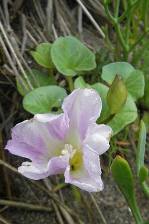 Calystegia soldanella \ Strand-Winde / Sea Bindweed, IRL Burren, Fanore 15.6.2012