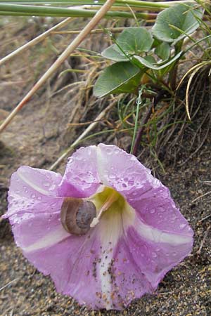 Calystegia soldanella \ Strand-Winde / Sea Bindweed, IRL Burren, Fanore 15.6.2012