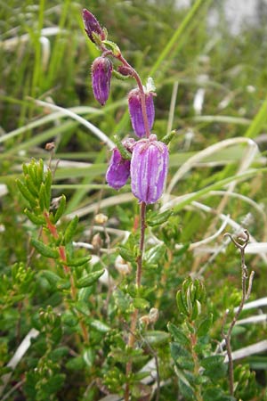 Daboecia cantabrica \ Glockenheide / Irish Heath, IRL Connemara, Clifden 17.6.2012