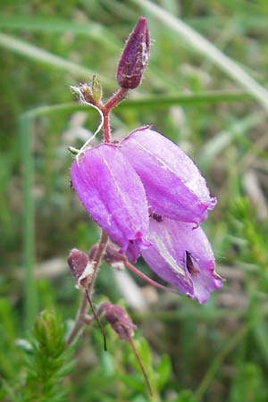Daboecia cantabrica \ Glockenheide / Irish Heath, IRL Connemara, Clifden 17.6.2012