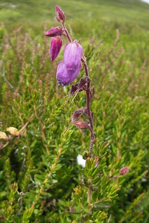 Daboecia cantabrica \ Glockenheide / Irish Heath, IRL Connemara, Clifden 17.6.2012