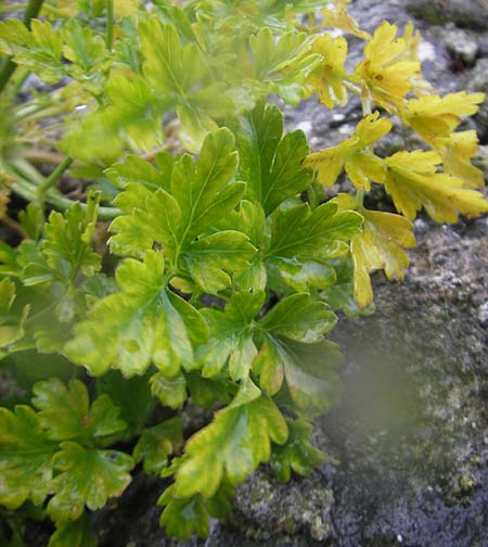 Aethusa cynapium \ Hunds-Petersilie, Garten-Schierling / Fool's Parsley, IRL Burren, Ballyvaughn 14.6.2012