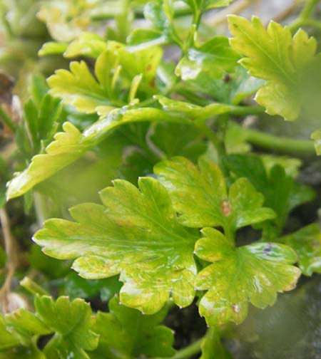 Aethusa cynapium \ Hunds-Petersilie, Garten-Schierling / Fool's Parsley, IRL Burren, Ballyvaughn 14.6.2012