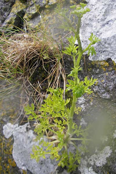 Aethusa cynapium \ Hunds-Petersilie, Garten-Schierling / Fool's Parsley, IRL Burren, Ballyvaughn 14.6.2012