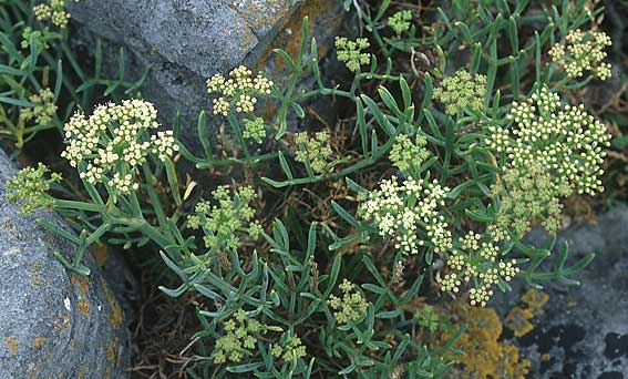 Crithmum maritimum \ Meer-Fenchel / Rock Samphire, IRL Doolin 8.8.2005