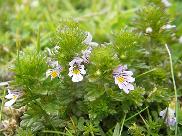 Euphrasia arctica subsp. borealis ? \ N&ouml;rdlicher Augentrost / Northern Eyebright, IRL County Kerry, Glenbeigh 16.6.2012