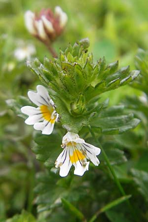 Euphrasia arctica subsp. borealis ? \ N&ouml;rdlicher Augentrost / Northern Eyebright, IRL County Kerry, Glenbeigh 16.6.2012