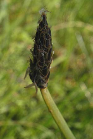Eleocharis palustris agg. \ Gewhnliche Sumpfbinse, Gemeine Sumpfsimse / Common Spike Rush, IRL Connemara, Ballyconneely 17.6.2012
