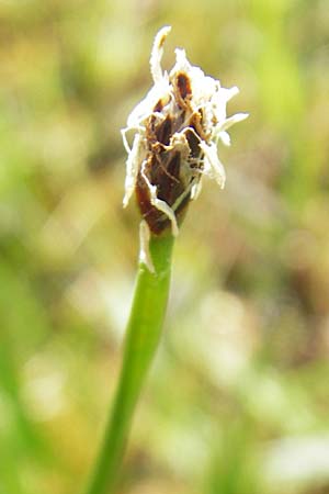 Eleocharis palustris agg. \ Gewhnliche Sumpfbinse, Gemeine Sumpfsimse / Common Spike Rush, IRL Connemara, Ballyconneely 17.6.2012
