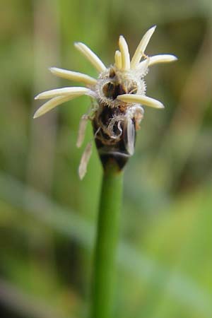 Eleocharis uniglumis \ Einspelzige Sumpfbinse / Spike Rush, IRL County Sligo, Mullaghmore 18.6.2012