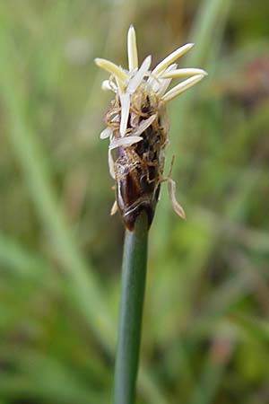 Eleocharis uniglumis \ Einspelzige Sumpfbinse / Spike Rush, IRL County Sligo, Mullaghmore 18.6.2012