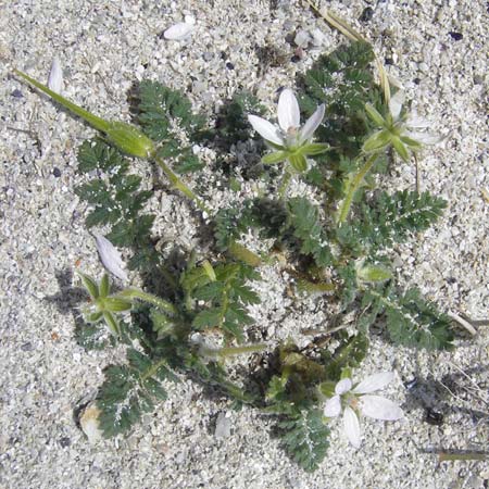 Erodium cicutarium subsp. dunense \ Dnen-Reiherschnabel, Drsiger Reiherschnabel / Sticky Stork's-Bill, IRL Connemara, Ballyconneely 17.6.2012