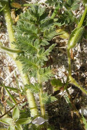 Erodium cicutarium subsp. dunense \ Dnen-Reiherschnabel, Drsiger Reiherschnabel / Sticky Stork's-Bill, IRL Connemara, Ballyconneely 17.6.2012