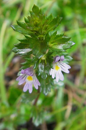 Euphrasia arctica subsp. borealis ? \ N&ouml;rdlicher Augentrost / Northern Eyebright, IRL Burren, Ballyvaughn 14.6.2012