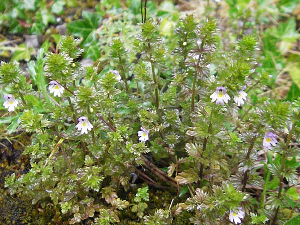 Euphrasia arctica subsp. borealis ? \ N&ouml;rdlicher Augentrost / Northern Eyebright, IRL Burren, Ballyvaughn 14.6.2012