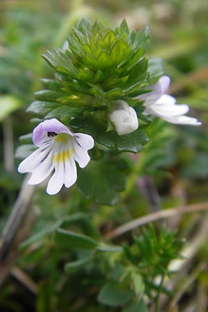 Euphrasia arctica subsp. borealis ? \ N&ouml;rdlicher Augentrost / Northern Eyebright, IRL Burren, Fanore 15.6.2012