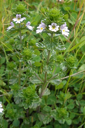 Euphrasia arctica subsp. borealis ? \ N&ouml;rdlicher Augentrost / Northern Eyebright, IRL Burren, Lisdoonvarna 15.6.2012