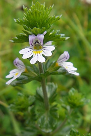 Euphrasia arctica subsp. borealis ? \ N&ouml;rdlicher Augentrost / Northern Eyebright, IRL Burren, Lisdoonvarna 15.6.2012