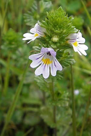 Euphrasia arctica subsp. borealis ? \ N&ouml;rdlicher Augentrost / Northern Eyebright, IRL Burren, Lisdoonvarna 15.6.2012