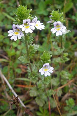 Euphrasia arctica subsp. borealis ? \ N&ouml;rdlicher Augentrost / Northern Eyebright, IRL Burren, Lisdoonvarna 15.6.2012