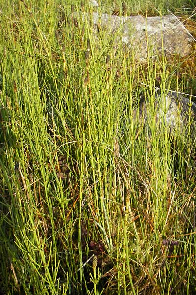 Equisetum palustre \ Sumpf-Schachtelhalm, Duwock / Marsh Horsetail, IRL County Sligo, Lough Talt 19.6.2012