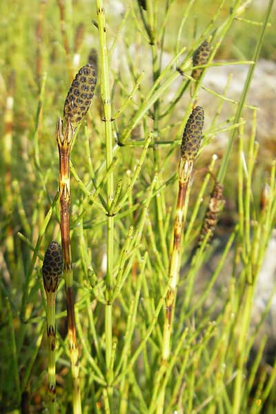 Equisetum palustre \ Sumpf-Schachtelhalm, Duwock / Marsh Horsetail, IRL County Sligo, Lough Talt 19.6.2012