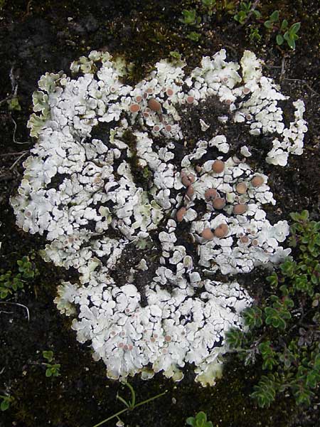 Lecanorales spec5 ? \ Flechte / Lichen, IRL Burren, Fanore 15.6.2012