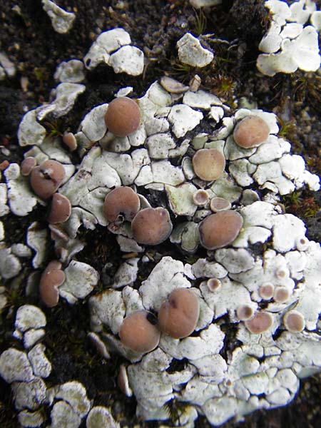 Lecanorales spec5 ? \ Flechte / Lichen, IRL Burren, Fanore 15.6.2012