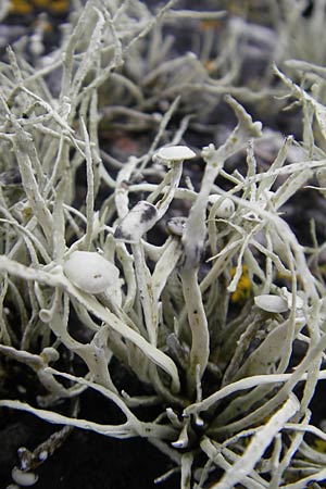 Ramalina cuspidata \ Zugespitzte Ast-Flechte / Western Sea Ivory, IRL County Donegal, Cruit Island 18.6.2012
