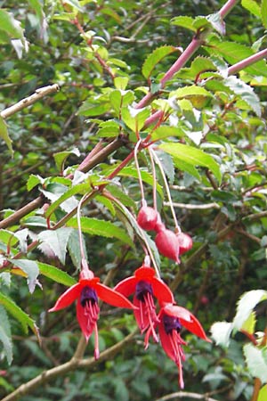 Fuchsia magellanica \ Fuchsie / Fuchsia, IRL County Kerry, Kells 16.6.2012