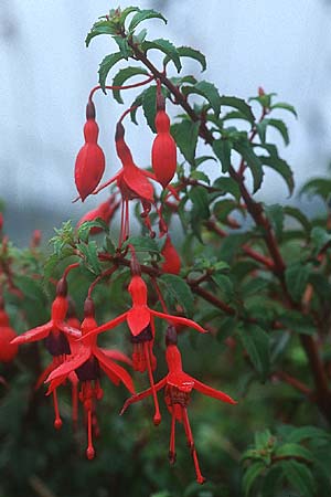 Fuchsia magellanica \ Fuchsie / Fuchsia, IRL Portmagee 13.8.2005