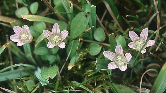 Lysimachia tenella \ Zarter Gauchheil / Bog Pimpernel, IRL County Galway, Lough Corrib 9.8.2005