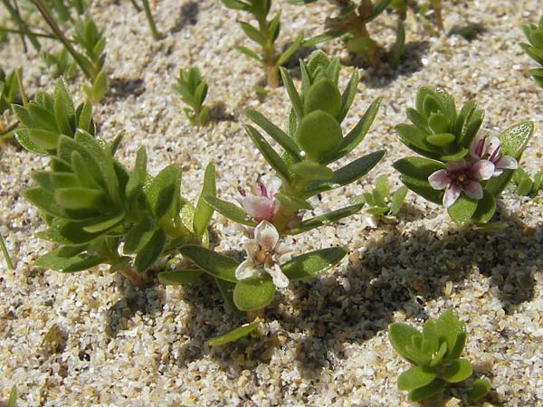 Lysimachia maritima \ Strand-Milchkraut / Sea Milkwort, IRL Connemara, Roundstone 17.6.2012