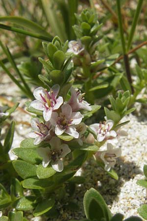 Lysimachia maritima \ Strand-Milchkraut / Sea Milkwort, IRL Connemara, Roundstone 17.6.2012