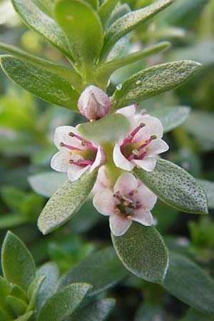 Lysimachia maritima \ Strand-Milchkraut / Sea Milkwort, IRL Connemara, Roundstone 17.6.2012