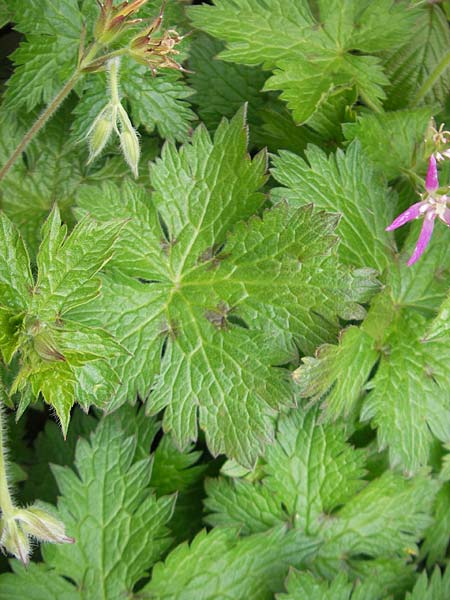 Geranium x oxonianum forma thurstonianum \ Thurstons Oxford-Storchschnabel / Thurston�s Oxford Crane's-Bill, IRL County Kerry, Waterville 16.6.2012