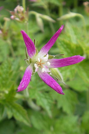 Geranium x oxonianum forma thurstonianum \ Thurstons Oxford-Storchschnabel / Thurston�s Oxford Crane's-Bill, IRL County Kerry, Waterville 16.6.2012