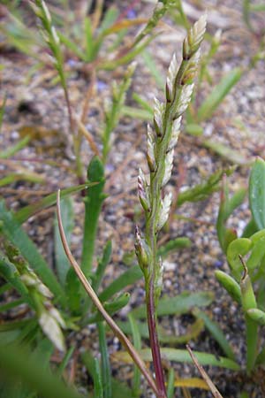 Catapodium marinum \ D&uuml;nen-Steifgras / Sea Fern Grass, Stiff Sand Grass, IRL Burren, Fanore 15.6.2012