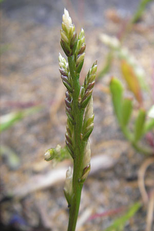 Catapodium marinum \ D&uuml;nen-Steifgras / Sea Fern Grass, Stiff Sand Grass, IRL Burren, Fanore 15.6.2012