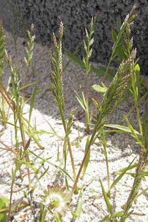Catapodium marinum \ D&uuml;nen-Steifgras / Sea Fern Grass, Stiff Sand Grass, IRL Connemara, Roundstone 17.6.2012