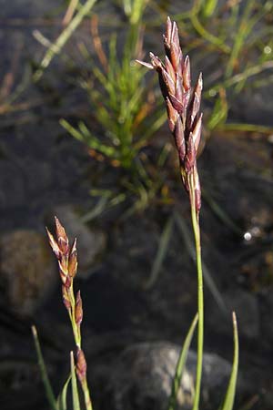 Molinia caerulea \ Pfeifengras / Moor Grass, IRL County Sligo, Lough Talt 19.6.2012