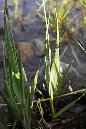 Molinia caerulea \ Pfeifengras / Moor Grass, IRL County Sligo, Lough Talt 19.6.2012