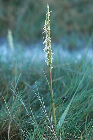 Sporobolus anglicus \ Salz-Schlickgras / Common Cord-Grass, IRL Rosslare 8.8.2005