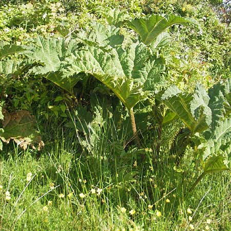 Gunnera tinctoria \ F&auml;rber-Mammutblatt, Riesen-Rhabarber / Dinosaur Food, Giant Rhubarb, IRL County Galway, Oughterard 17.6.2012