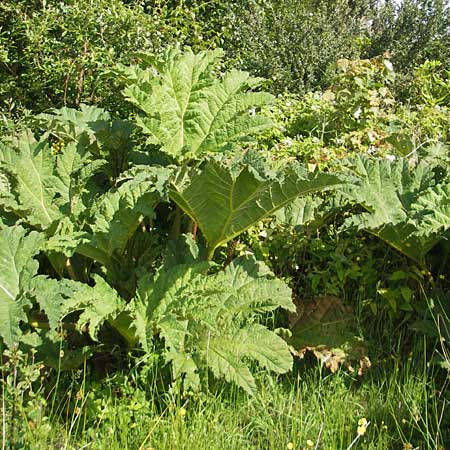 Gunnera tinctoria \ F&auml;rber-Mammutblatt, Riesen-Rhabarber / Dinosaur Food, Giant Rhubarb, IRL County Galway, Oughterard 17.6.2012