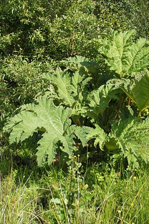 Gunnera tinctoria \ F&auml;rber-Mammutblatt, Riesen-Rhabarber / Dinosaur Food, Giant Rhubarb, IRL County Galway, Oughterard 17.6.2012