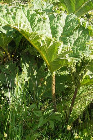 Gunnera tinctoria \ F&auml;rber-Mammutblatt, Riesen-Rhabarber / Dinosaur Food, Giant Rhubarb, IRL County Galway, Oughterard 17.6.2012
