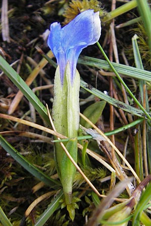 Gentiana verna \ Frhlings-Enzian / Spring Gentian, IRL Burren, Fanore 15.6.2012