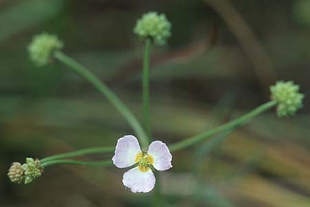 Baldellia ranunculoides \ Gewhnlicher Igelschlauch / Lesser Water-Plantain, IRL Burren, Lough Bunny 11.8.2005