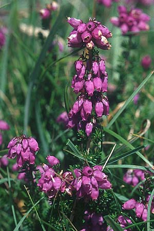 Erica cinerea \ Graue Glockenheide / Bell Heath, IRL County Kerry, Skellig Ring 13.8.2005